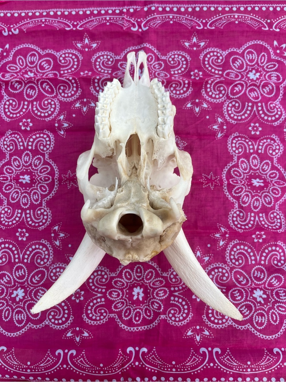 Goat Skull with Original Horns - Animal Bones - Taxidermy - Blue Bandana - Picture 9 of 11